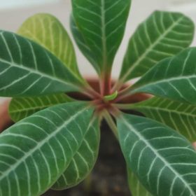 premier heating air quality, air quality house plants, house plants